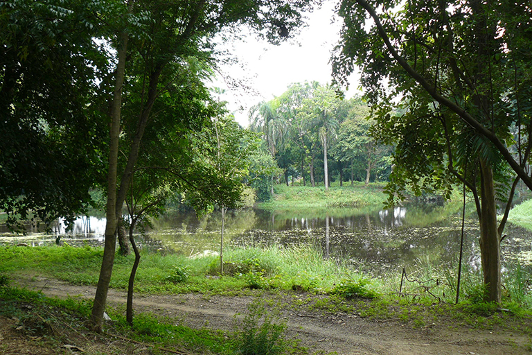 Trees near a pond.