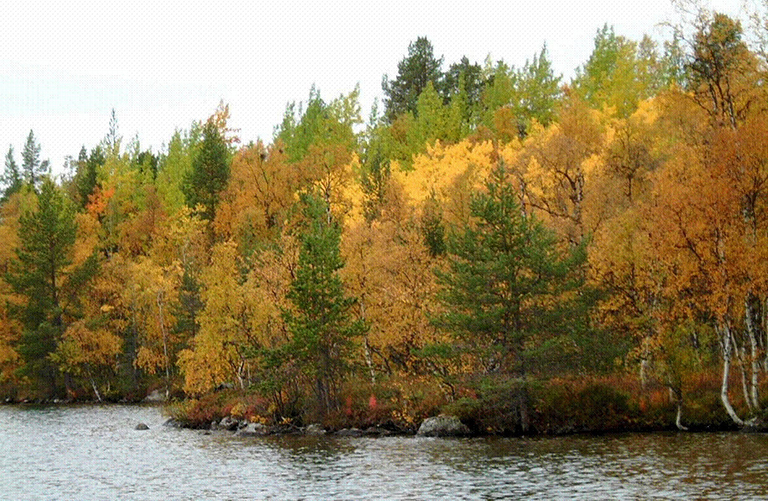 Trees with yellow, brown, orange, and green leaves on the bank of a body of water.