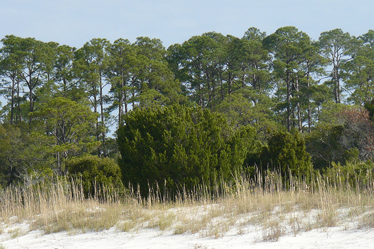 Group of trees growing in the sand.