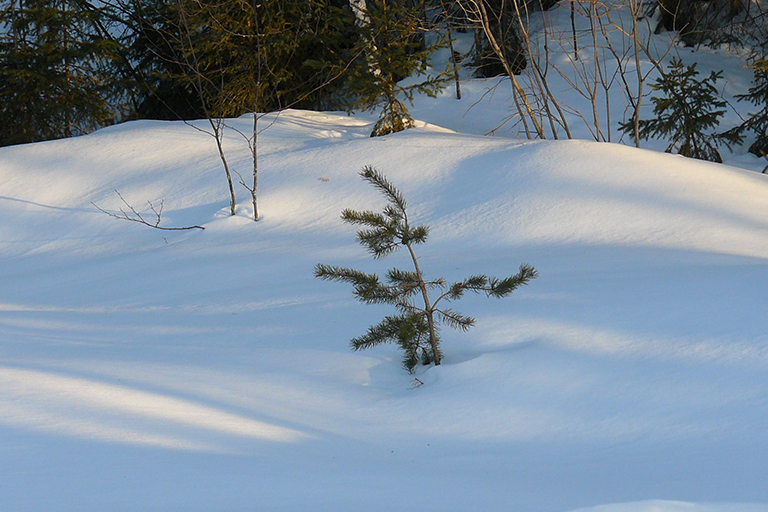 Evergreen sapling in the snow.