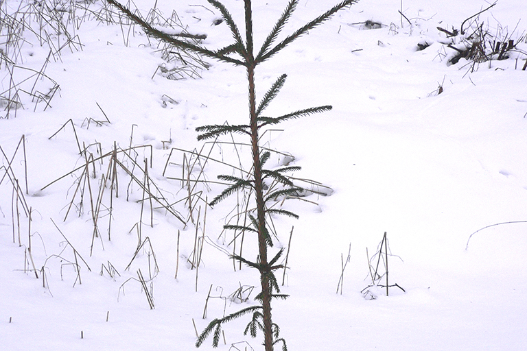Evergreen tree sapling in the snow.
