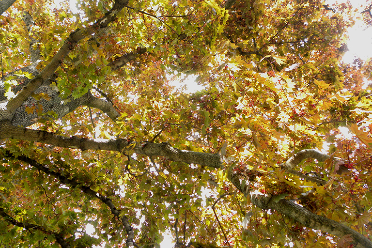 Tree canopy with some leaves starting to turn red.