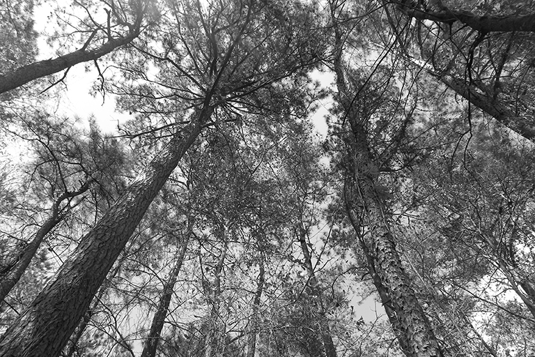 Tree canopies viewed from below.