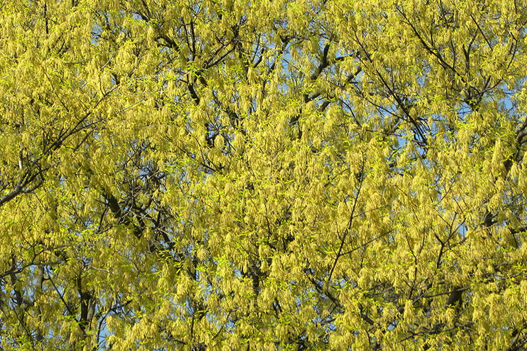 Leaves on a deciduous tree.