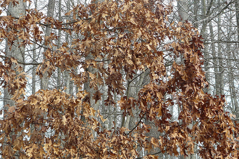 Brown leaves on a tree.