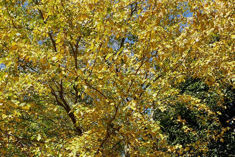 Yellow and green leaves on a tree.