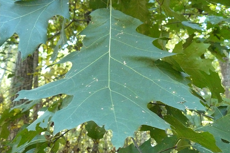 Deciduous tree leaf, close up.