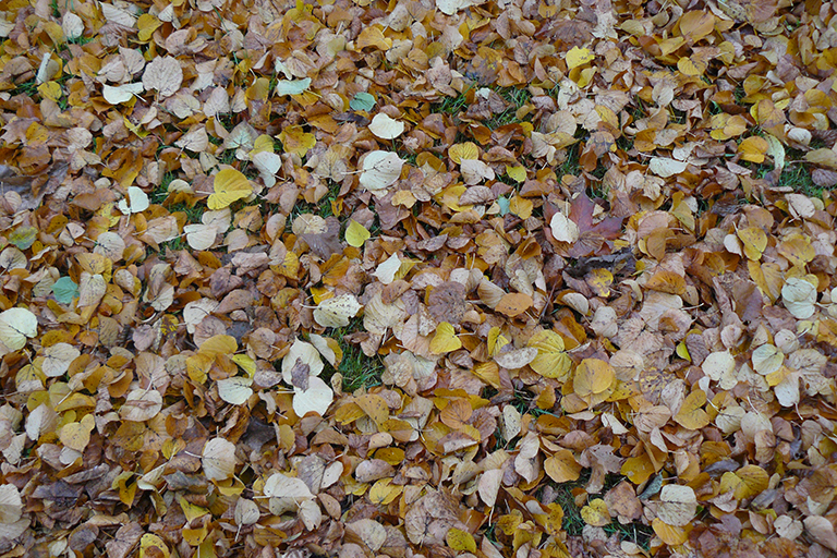 Brown and yellow leaves on the ground.