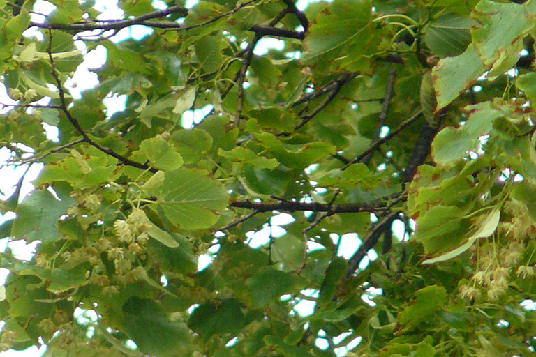 Tree leaves, close up.