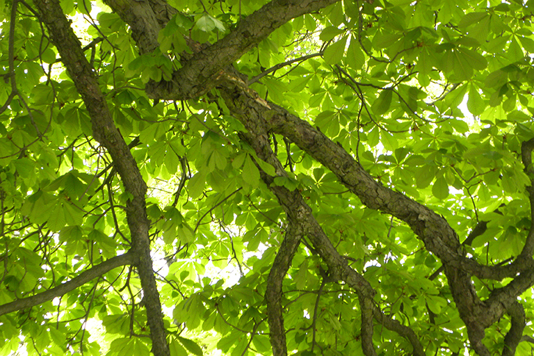 Tree leaves, close up.