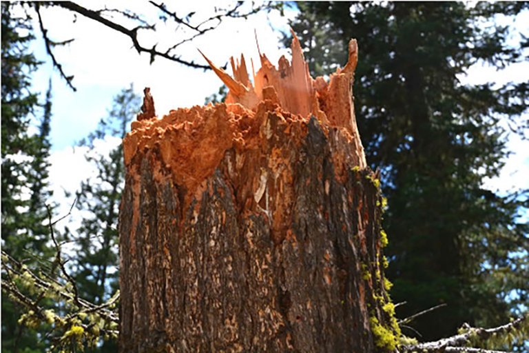 Close up of broken tree trunk.