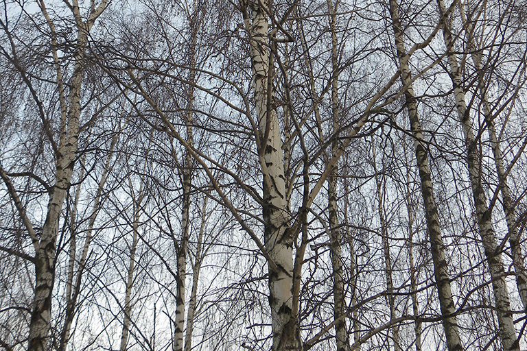 Group of deciduous trees without leaves.
