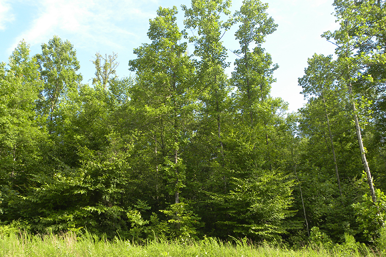 Trees at the edge of a wooded area.