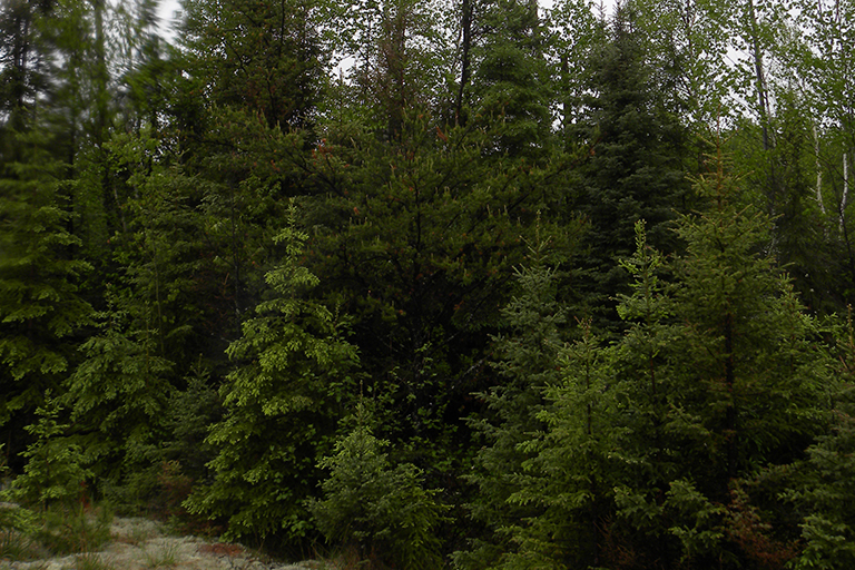 Group of evergreen trees.