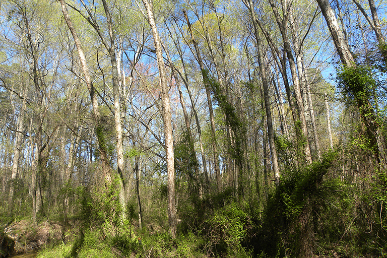 Group of trees in a wooded area.