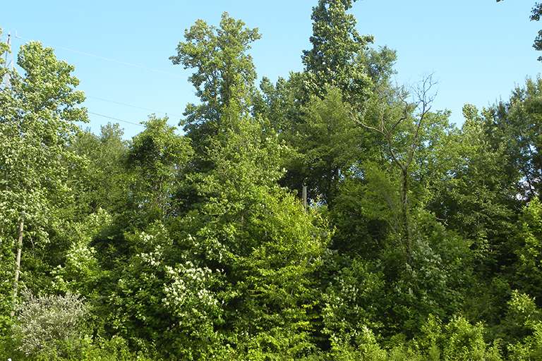 Trees at the edge of a wooded area.