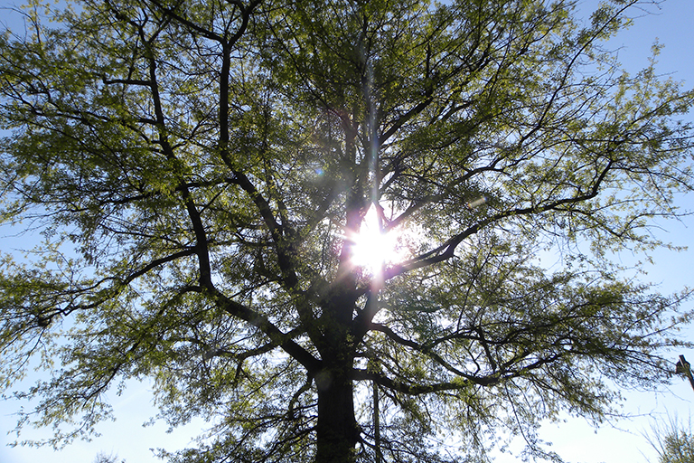 Sun shining through tree branches.