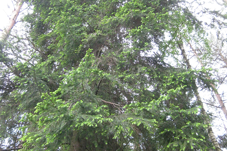Group of evergreen trees.