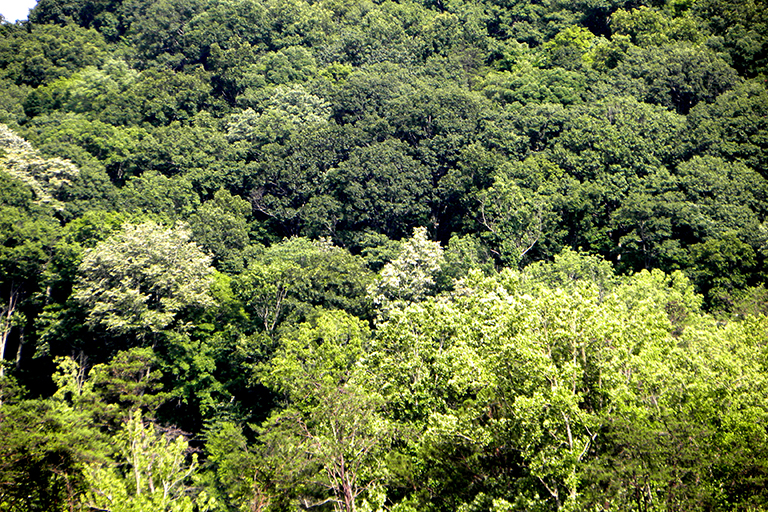 Trees on a hill.