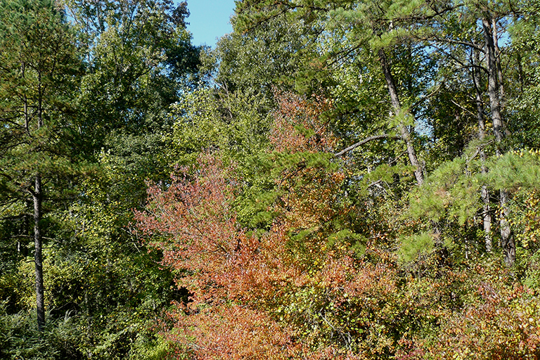 Group of trees with yellow, red, and brown leaves.