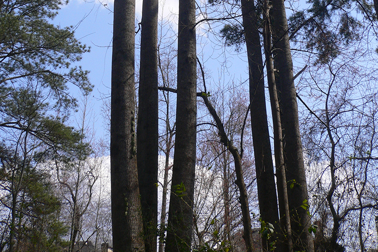 Group of tall trees.