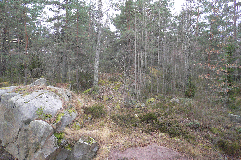 Trees in a wooded with a large rock.