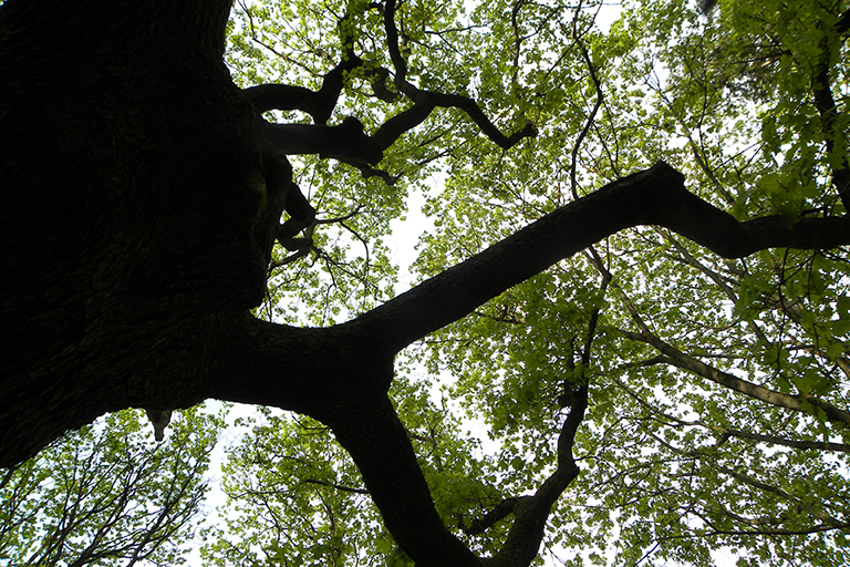 The canopy of a tree viewed from the ground.