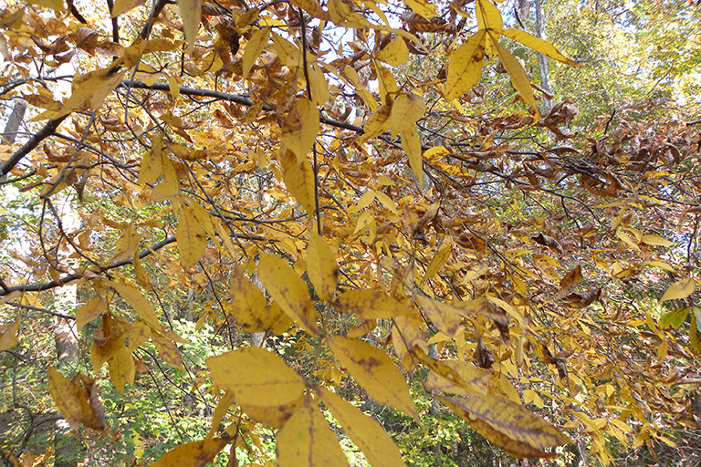 Tree with leaves turning yellow.
