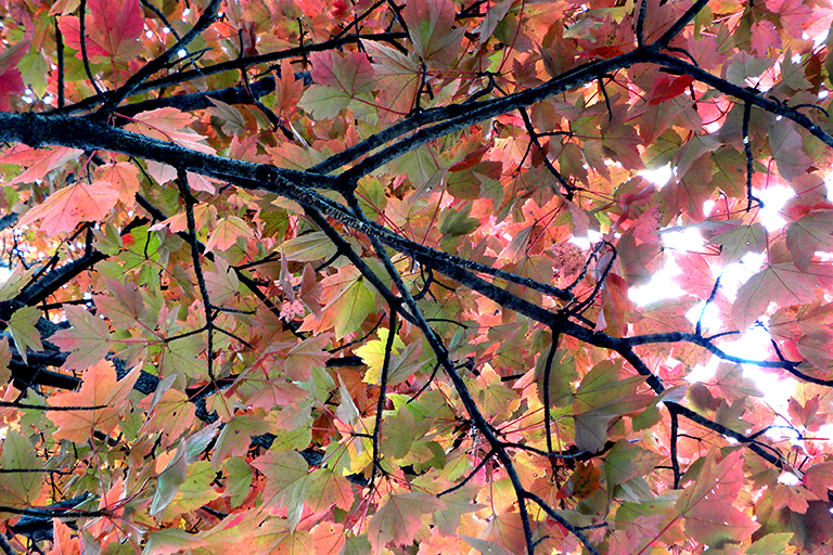 Tree with leaves turning red.