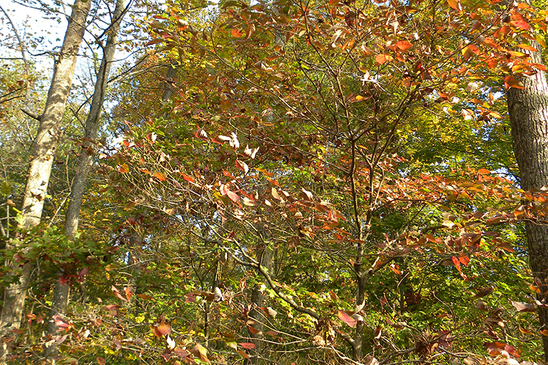 Several trees with leaves starting to turn red.