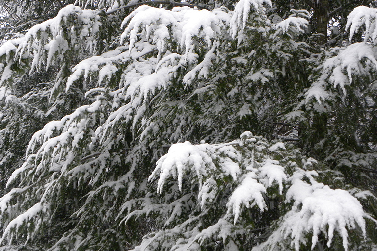 Evergreen tree branches covered in snow.