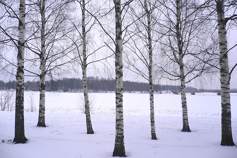 Group of trees in the snow.
