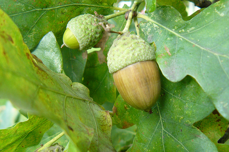 Green and brown acorns on a tree.