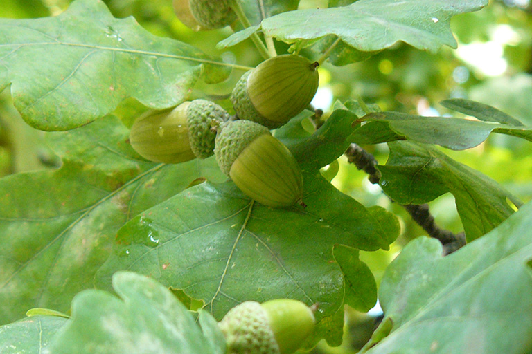 Several green acorns on a tree.