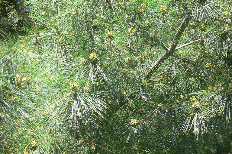 Several yellow cones at the end of branches on an evergreen tree.