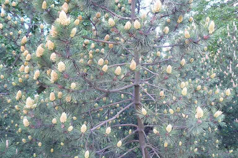 Many cream colored cones surrounded by needles at the end of a branch.