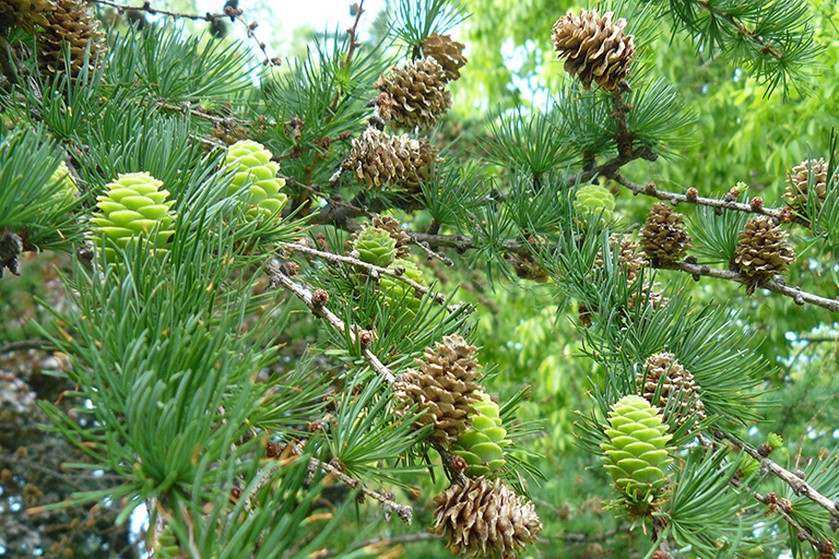 Brown and green pine cones on a evergreen tree branch.