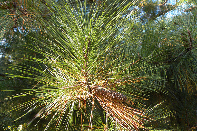 Brown cone on an evergreen branch.