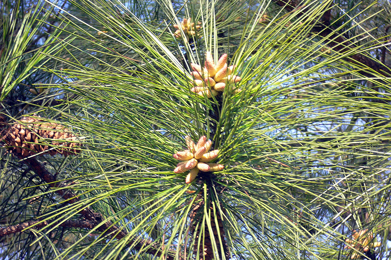 Close up of a coniferous tree’s small brown cones.