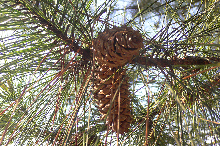 Close up of a conferous tree’s large pines cones on a branch.