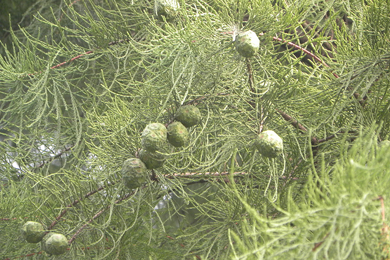 Green round seeds on an evergreen tree branch.