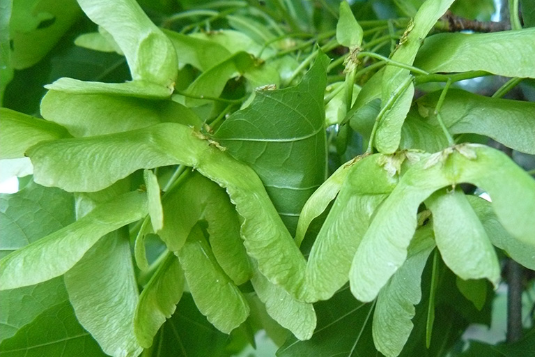 A cluster of green winged seeds on a deciduous tree branch.