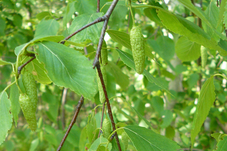 Long green pods hanging off of a tree branch.