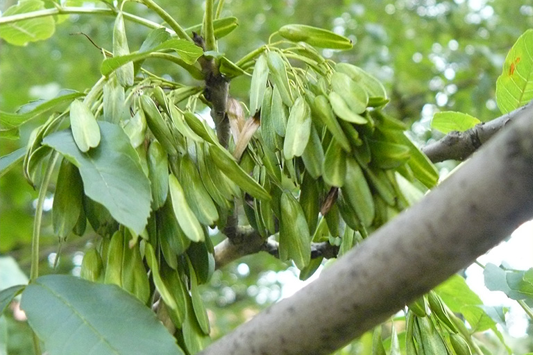 A cluster of green winged seeds on a deciduous tree branch.