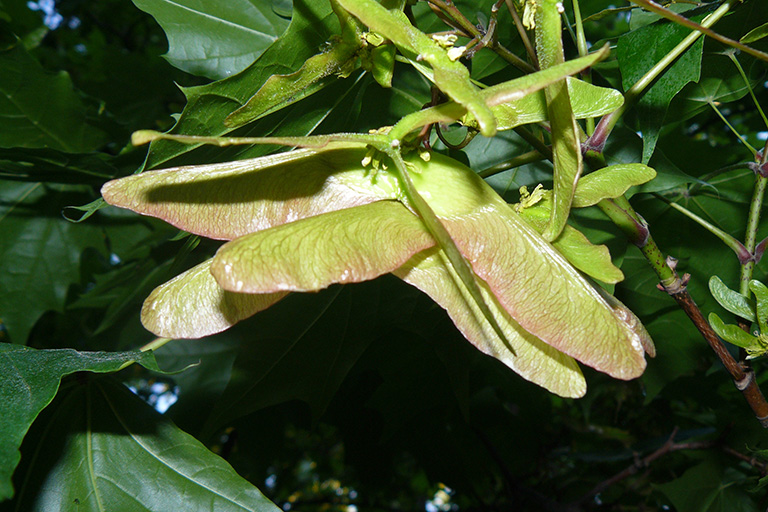A cluster of winged seeds on a deciduous tree branch.
